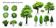 Types of Trees, Bushes, Top view for landscape design. Vector illustration, hand drawn. Set of  Oak, Cypress, Fir, Acer isolated on white.