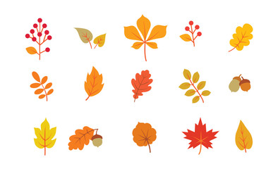 Wall Mural - Autumn leaves set. Fall leaf nature icons over white background. Nature floral symbol collection