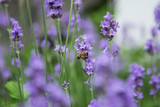 Fototapeta Lawenda - Bee fouraging on a lavender bush.