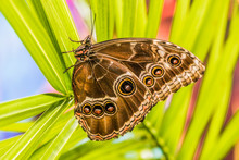Giant Owl Butterfly, Morpho Helenor