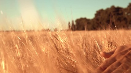 Poster - close up woman holds her hand over the golden grain golden light sunrise women at agricultural