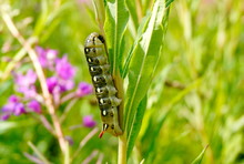 Large Caterpillar On A Fireweed Plant. Green And Pink Blurred Background.