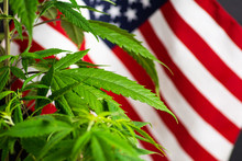 Cannabis Plant And USA Flag