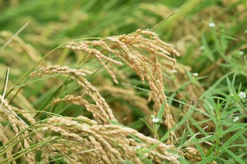 Canvas Print - Rice cultivation / Japanese traditional farming and rice growth.