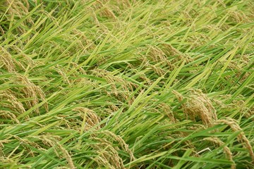 Canvas Print - Rice cultivation / Japanese traditional farming and rice growth.