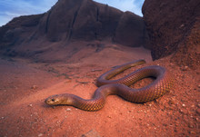 King Brown Snake (Pseudechis Australis), Australia