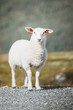 Norwegian Lamb
