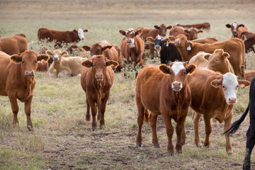 Wall Mural - Cows in a pasture