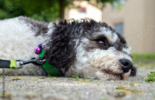black and white miniature poodle