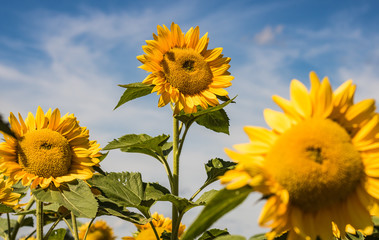 amazing sunflowers with fully bloom and blue sky background