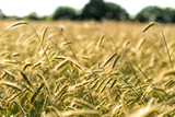 Fototapeta Krajobraz - Getreide auf einem Feld vor der Ernte