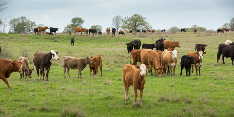 Wall Mural - herd of cows grazing in a field