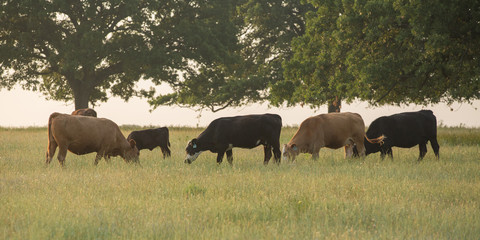 Wall Mural - Cows in Pasture