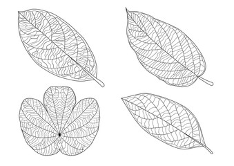 Wall Mural - Leaves line single leaf and leaf pattern black Bring to color decorate on white background illustration  vector