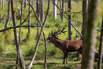 Wall Mural - european red deer (cervus elaphus) in rut, it is fourth the largest deer species