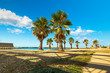 Palm Trees on the Beach of Civitavecchia .