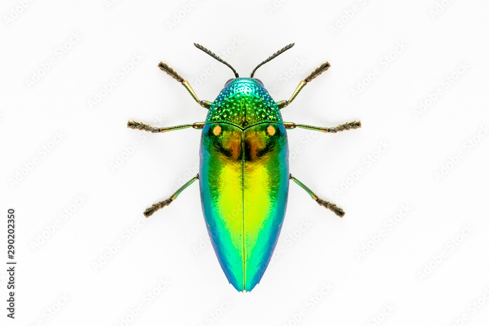 Jewel beetle (Sternocera aequisignata, Metallic wood-boring beetle