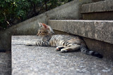 Fototapeta Koty - Tabby cat relaxing on the stone step of a stairs outdoor