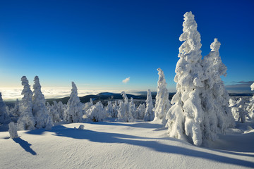 Wall Mural - Fir Trees on Mount Brocken Covered by Snow, above the Clouds, Harz National Park in Winter, Germany