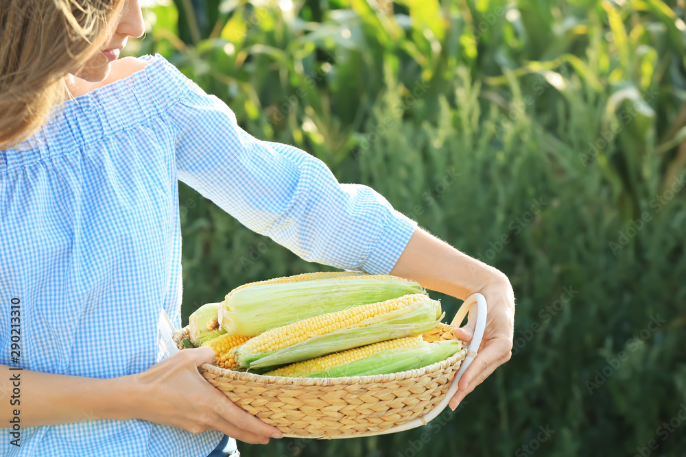 Woman with basket of corn cobs in field