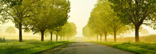 Avenue Of Linden Trees Touched By The Morning Sun, Tree Lined Road Through Beautiful Green Spring Landscape