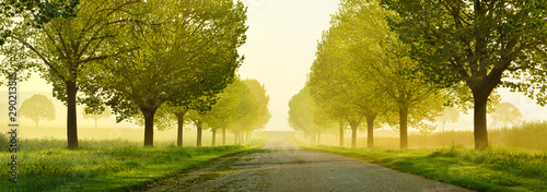 avenue-of-linden-trees-touched-by-the-morning-sun-tree-lined-road-through-beautiful-green-spring-landscape