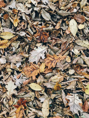 Wall Mural - Autumn leaves. Beautiful fall yellow and brown leaves on ground in forest, top view. Autumnal background. Oak and maple leaf