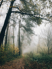 Wall Mural - Autumn path in foggy woods with fall leaves in cold morning. Mist in autumn forest with yellow leaves. Tranquil moment. Atmospheric morning. Hello fall