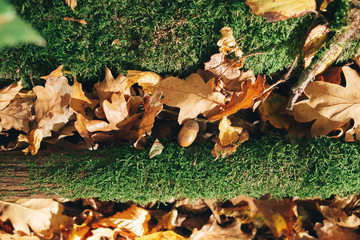 Wall Mural - Autumn woods. Beautiful old fallen tree in moss with yellow and brown fall leaves, acorns on ground in sunny warm forest. Autumnal background. Oak tree leaf. Hello autumn