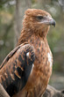 this is a close up of a black kite