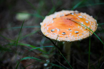 Canvas Print - poisonous mushroom Amanita