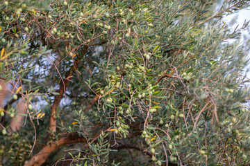 Sticker - Olive trees garden. Mediterranean olive farm ready for harvest. Italian olive's grove with ripe fresh olives.