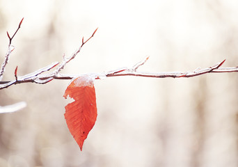 Wall Mural - Yellow last leaf on a branch in the forest covered with ice and snow. Autumn transport to winter. Cooling.