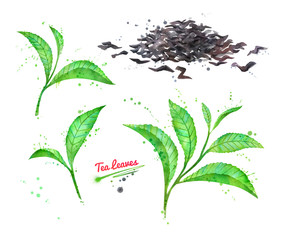 Watercolor illustration set of tea leaves