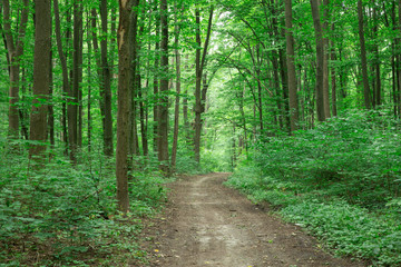 Forest trees. nature green wood sunlight backgrounds