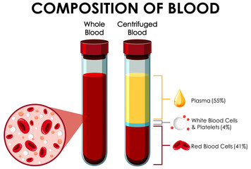 diagram showing composition of blood