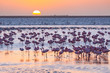 Flamingos, Salinas, Walvis Bay, Namibia, Africa