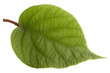 kiwi leaf isolated on white background