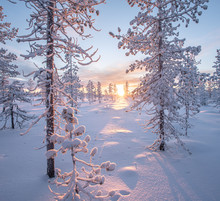 Beautiful Sunset At Winter In A Forest In Lapland, Finland