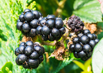 Canvas Print - Bramble Berries