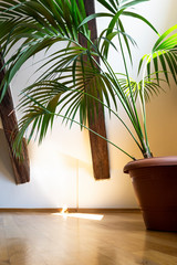 Wall Mural - Interior of empty attic floor living room with dark beams ceilings and palm leaves in flower pot with shadow in light background.