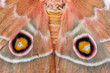 © Staffan Widstrand - Close up of pattern on moth wings