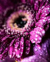 Close Up Of Water Droplets On Pink Flower