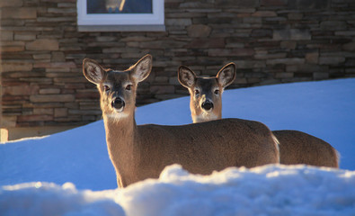 Wall Mural - white-tailed deer