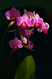Fototapeta Storczyk - Wunderschöne Weißen-Pink-farbenen Orchideen im sanften Licht.