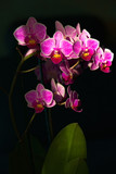 Fototapeta Storczyk - Wünderschöne Orchideen im Lichtkegel