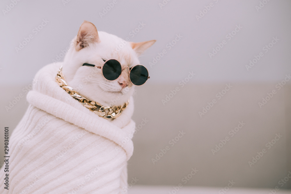 Portrait of White Cat wearing glasses,pet fashion concept.White cat lying on bed. - obrazy, fototapety, plakaty 