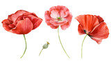 Fototapeta Maki - Set of watercolor flowers. Red poppies on a white background.