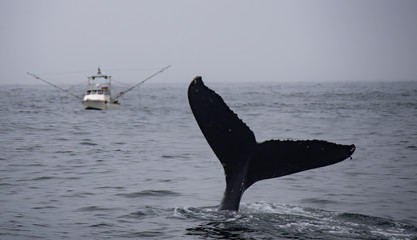 Wall Mural - Humpback whale fluke and fishing boat