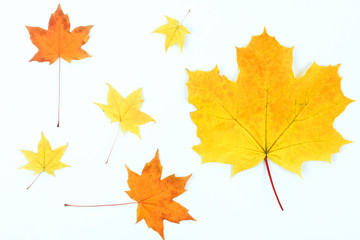 Wall Mural - yellow maple leaves on white background